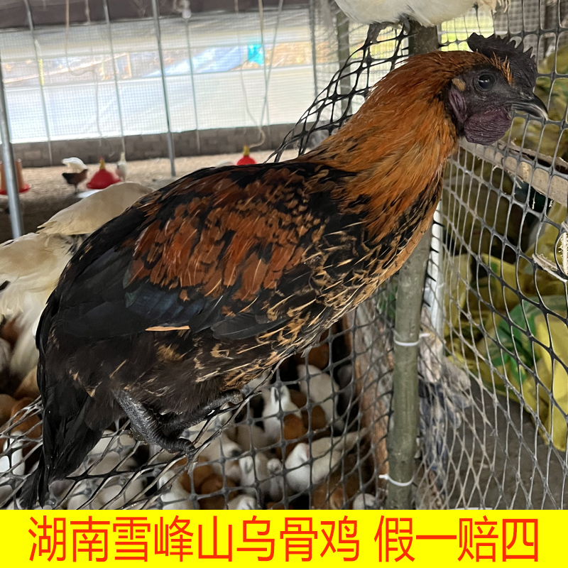 【1.8-2.5斤雪峰乌骨鸡】小鸡青年鸡包活保健康包邮