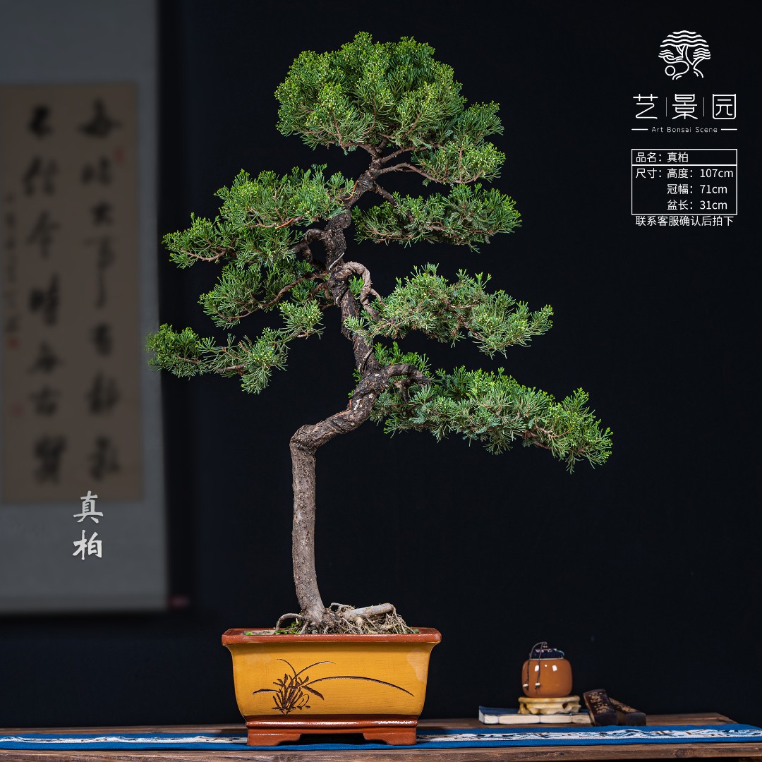 【艺景园-毛毛】通用链接一物一拍高端盆景（98） 以直播间截图为准