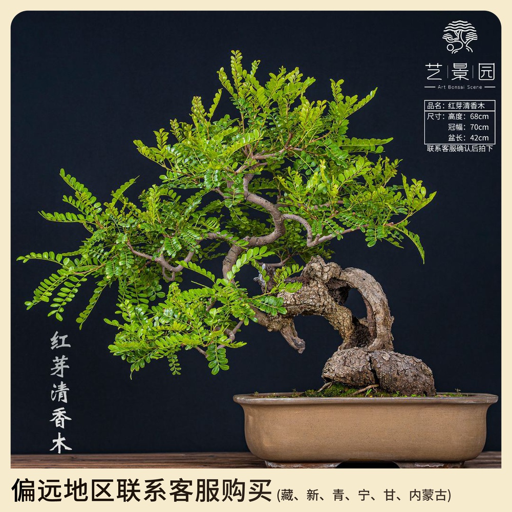 【艺景园-毛毛】通用链接一物一拍艺术高端盆景99800以直播间为准