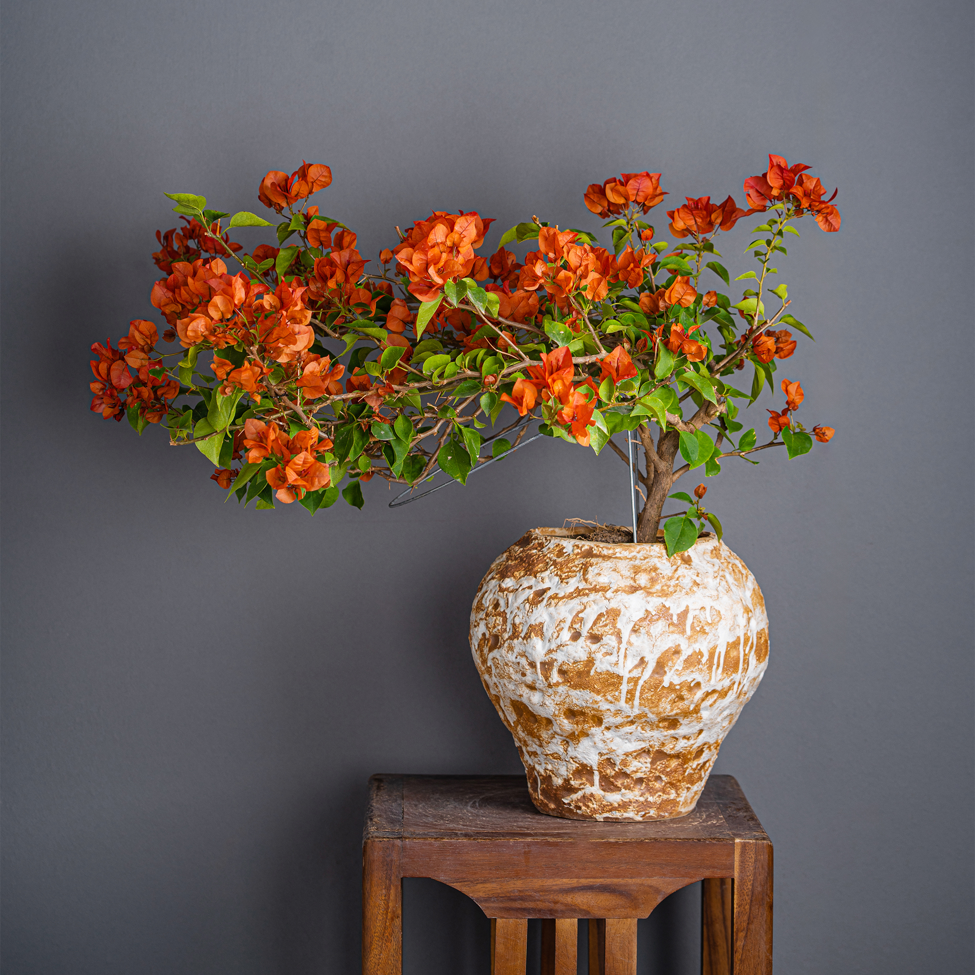 婷婷三角梅-三角梅通用链接一物一拍   直播间截图为准（580）