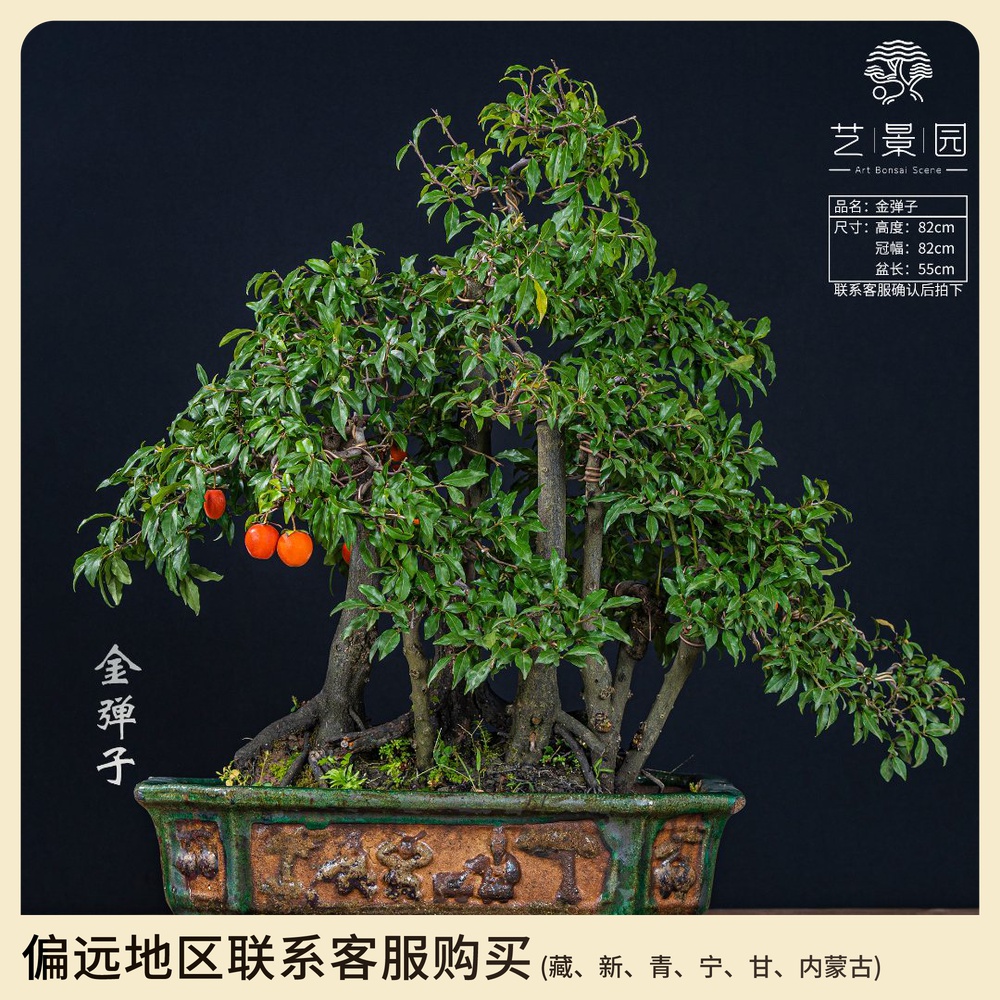 【艺景园-毛毛】通用链接一物一拍艺术高端盆景89800以直播间为准