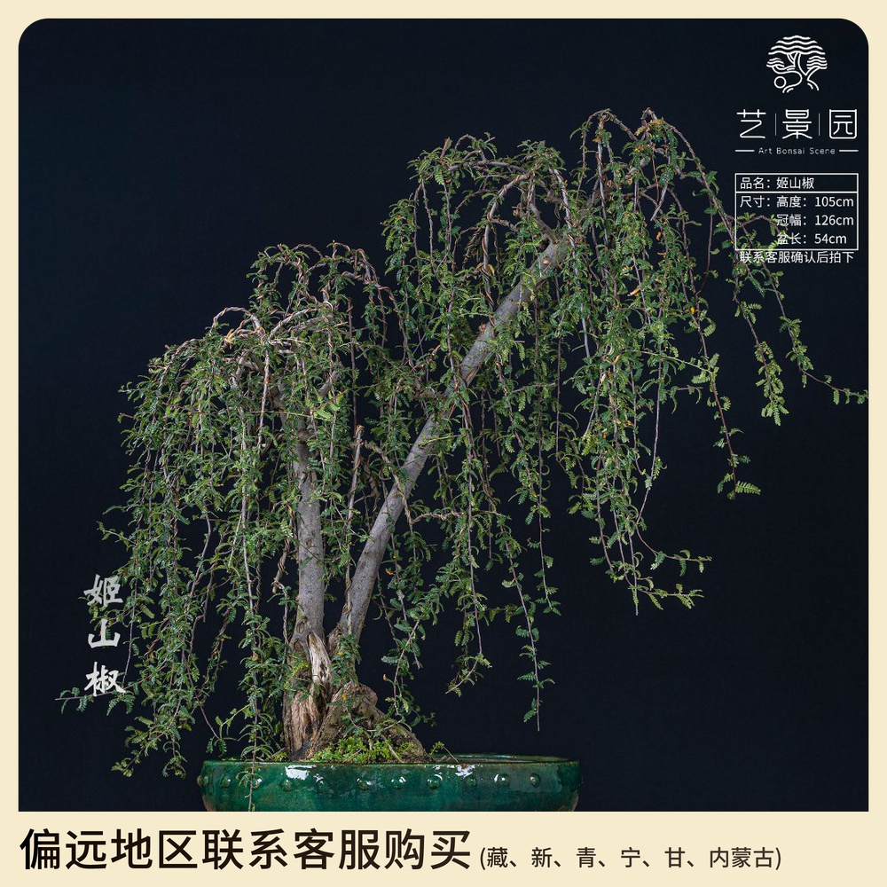 【艺景园-毛毛】通用链接一物一拍艺术高端盆景79800以直播间为准