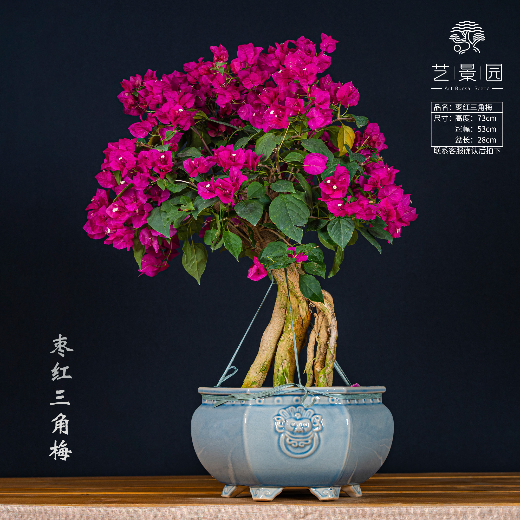 艺景园林家小院-三角梅通用链接一物一拍   直播间截图为准（780）