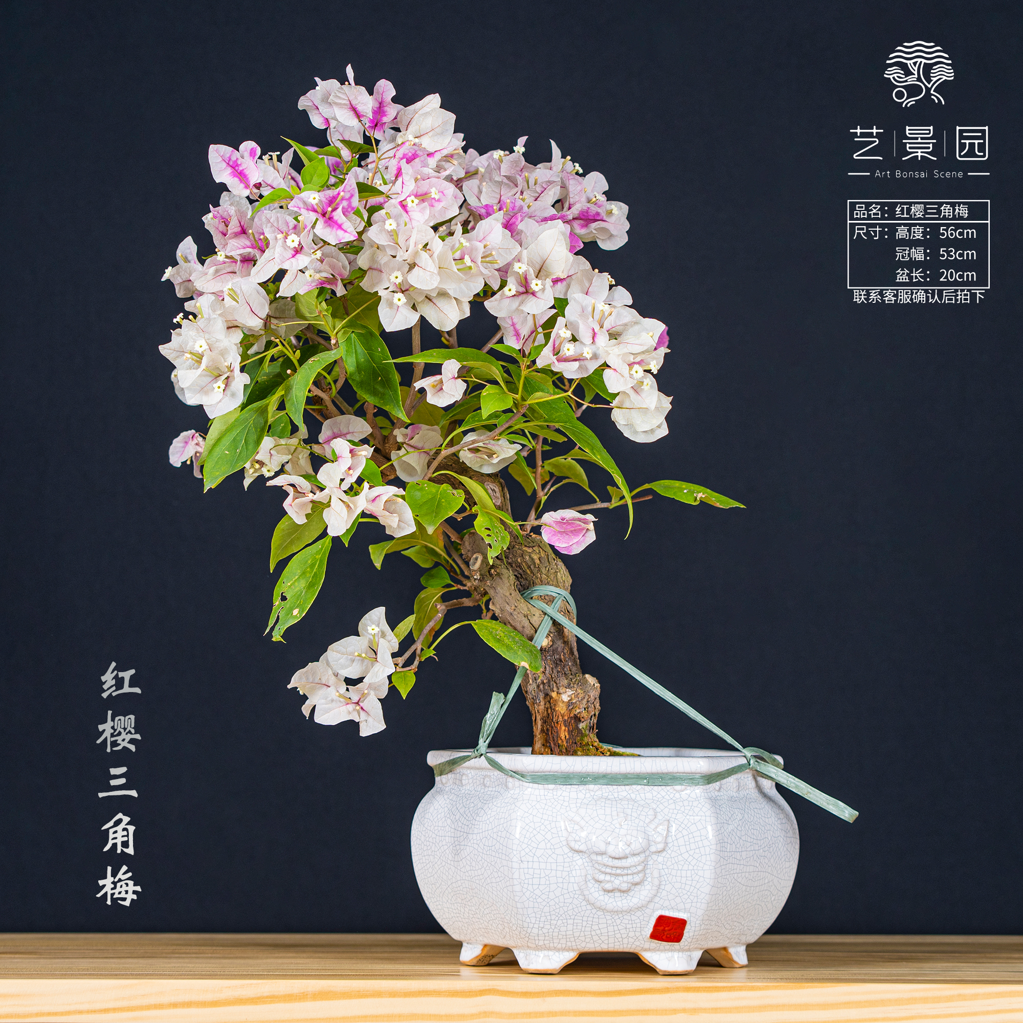 【艺景园-娜娜】-三角梅通用链接一物一拍   直播间截图为准（1880）