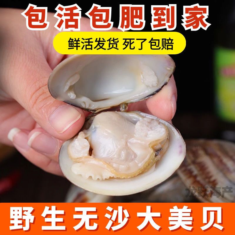 老张水产 野生美贝特大号蛤蜊5斤包活包鲜包邮
