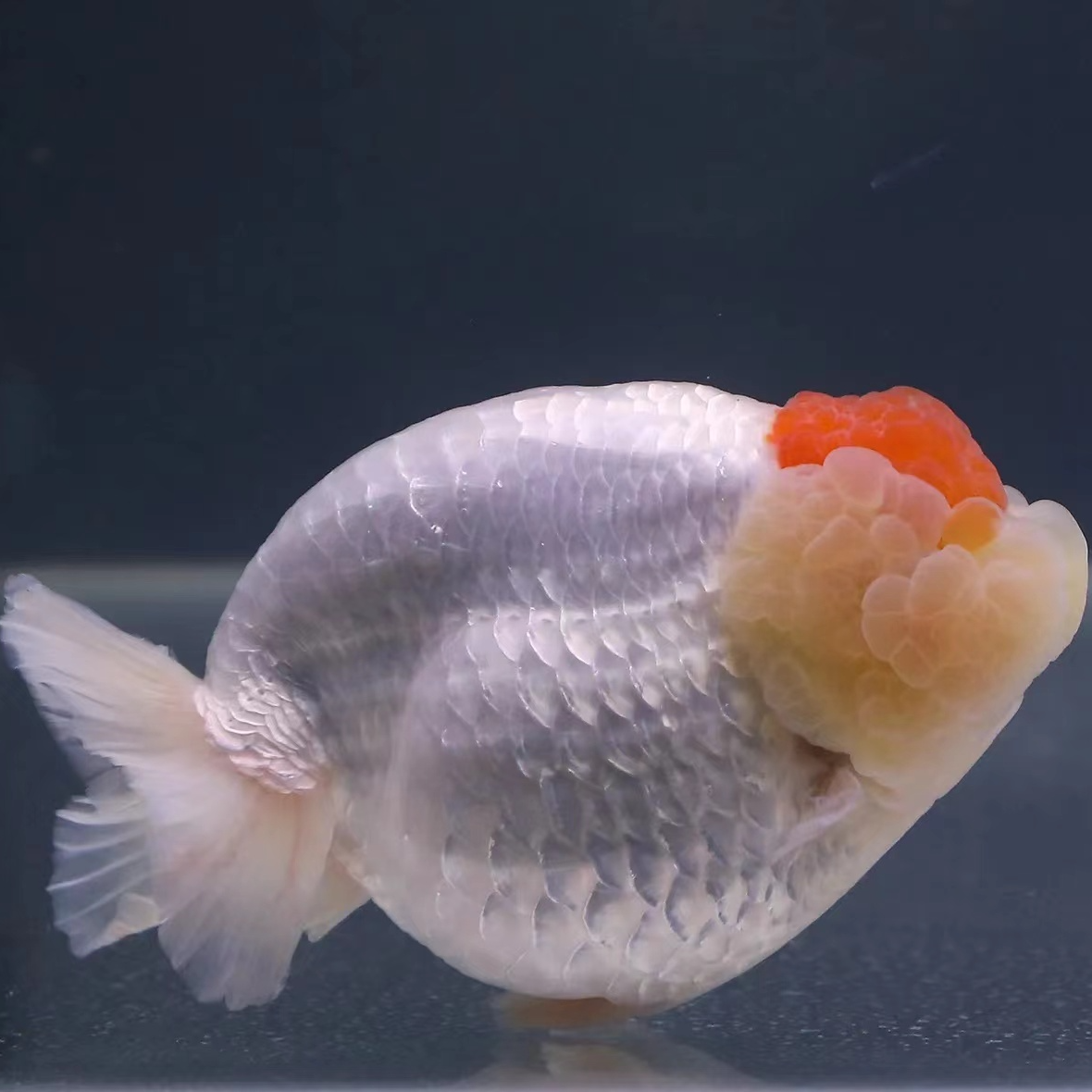 兰寿泰狮金鱼广温淡水鱼[300-399]