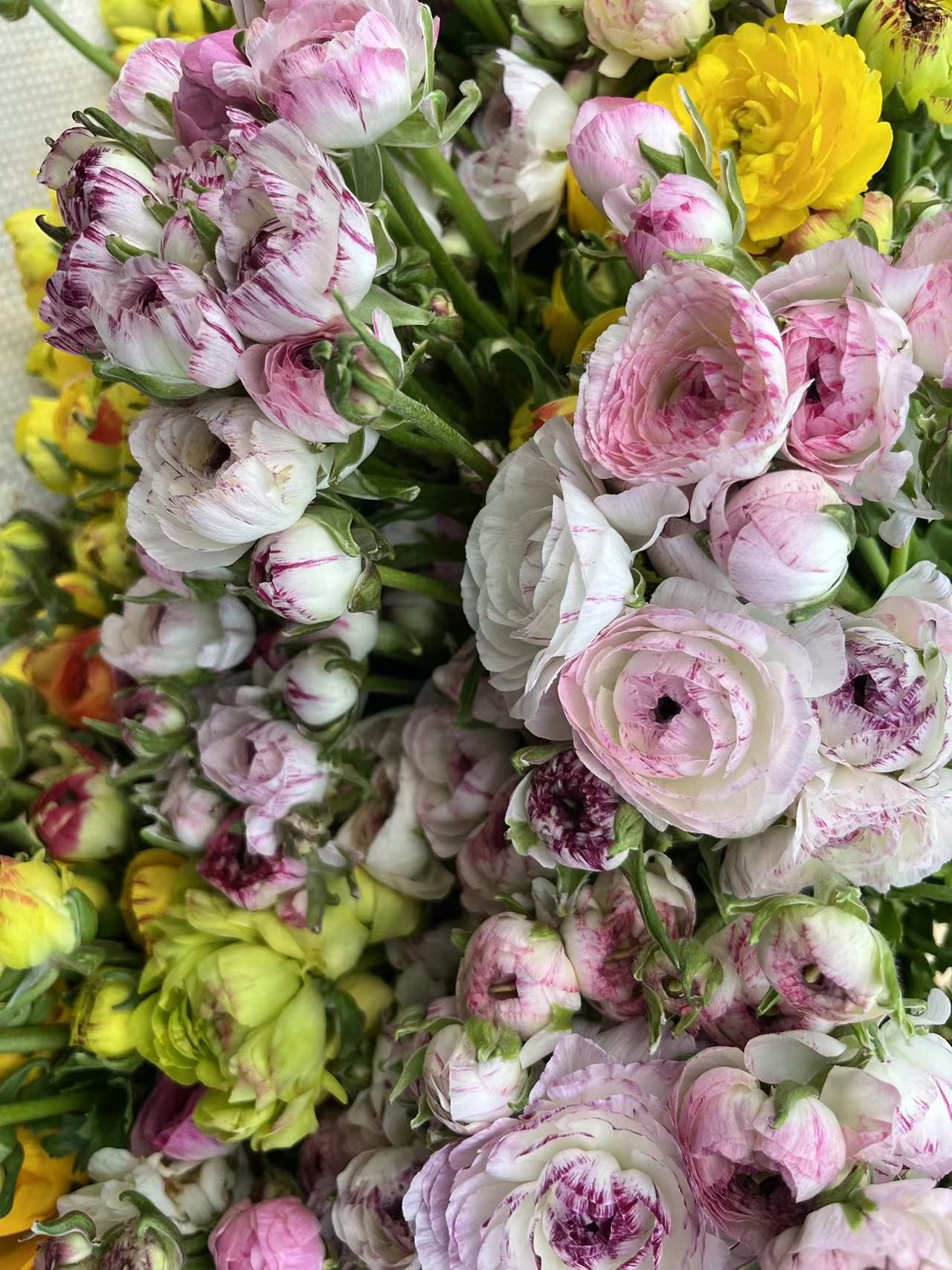 【睌市草花配花】4单包邮0度以下必拍保温棉