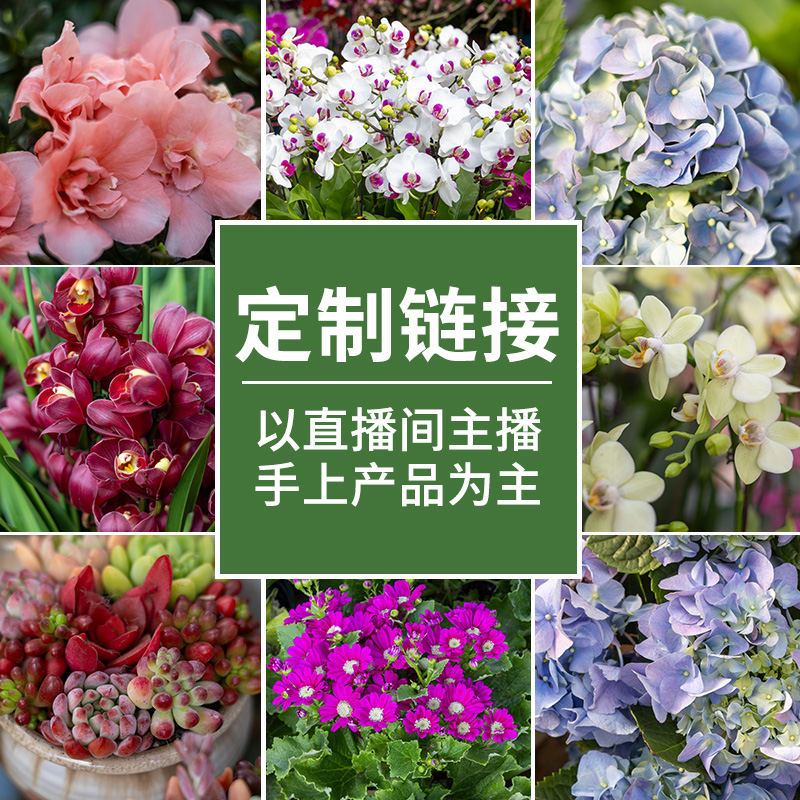 花卉绿植定制款链接，详情咨询客服！！！