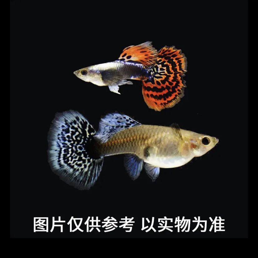 大耳孔雀鱼观赏鱼2-3cm（运输损耗补差价不补发）
