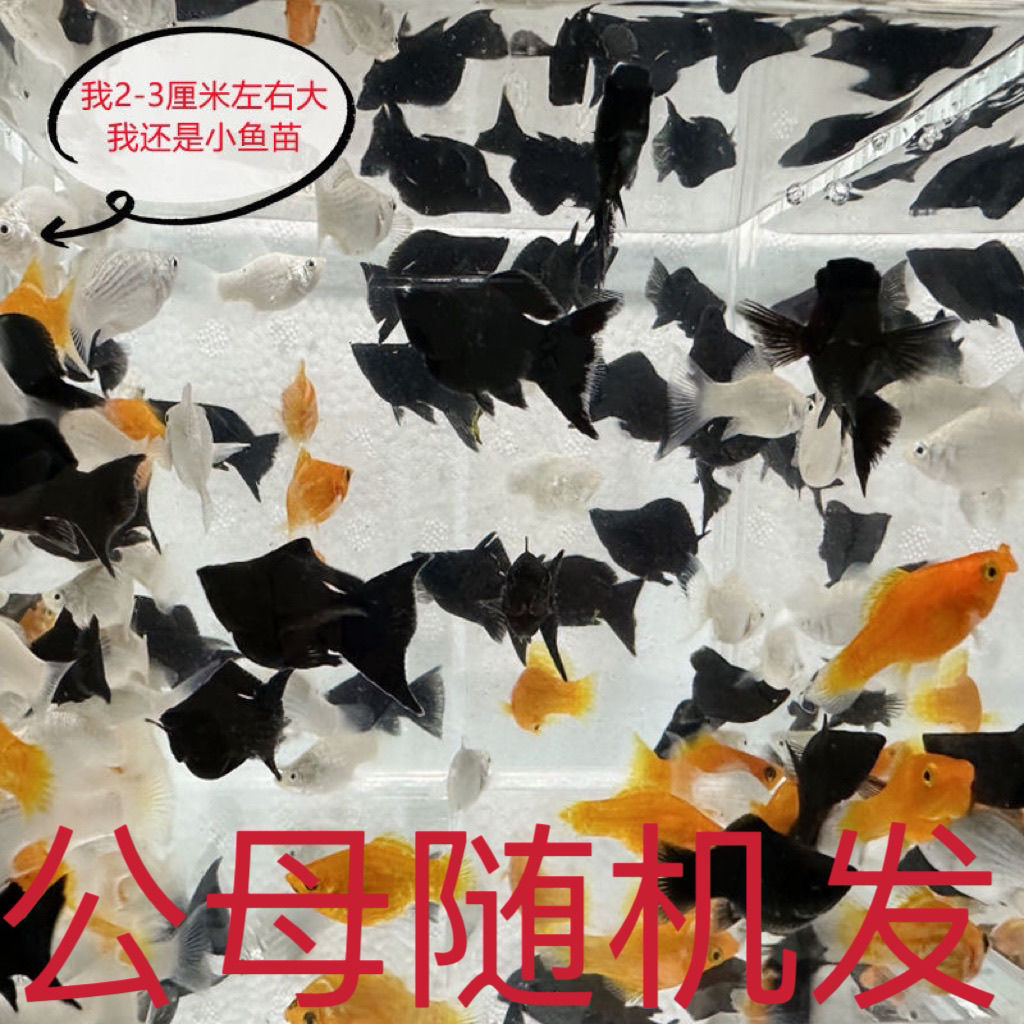 三色玛丽皮球鱼小型观赏鱼热带鱼渔场直发活体发货养鱼胎生小鱼