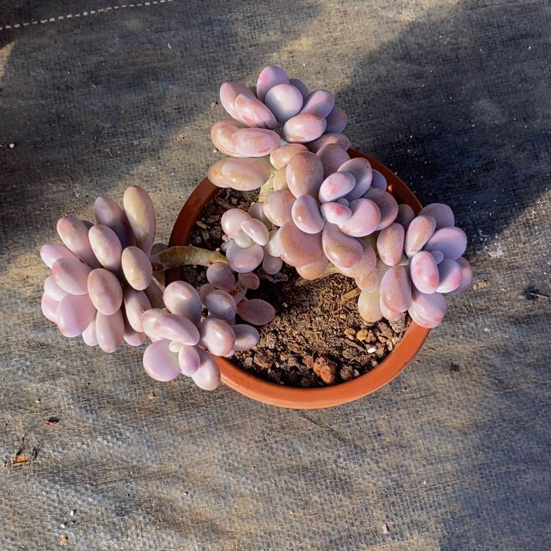 半*多肉植物一物一拍