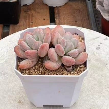 淘多肉精控老桩香水