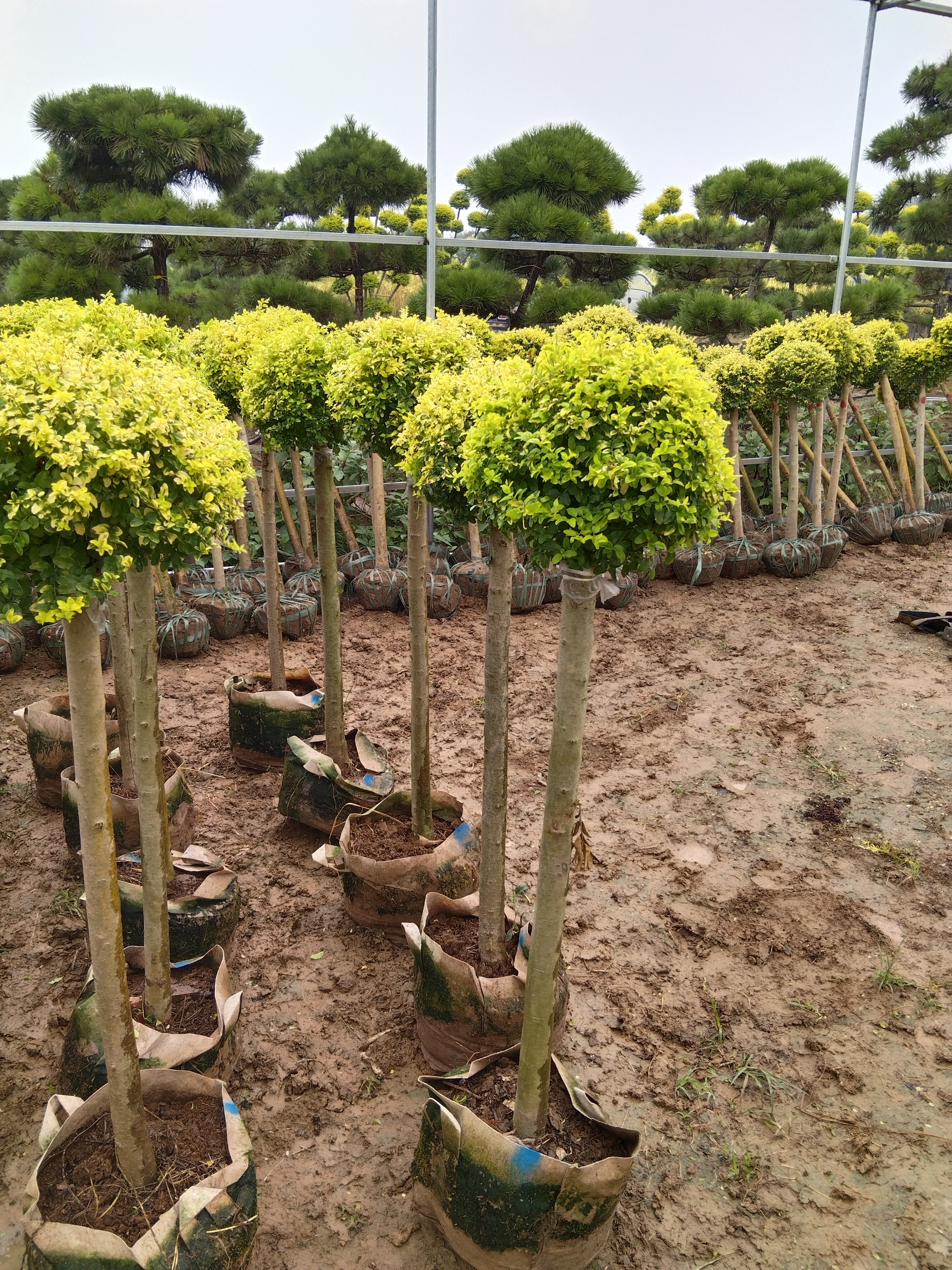 棒棒糖四季常青耐热耐寒