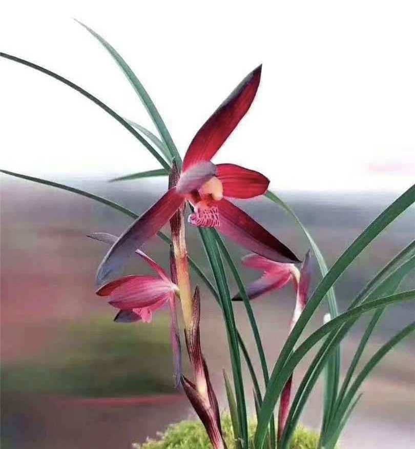 春兰名品娄山红花味浓郁持久单苗