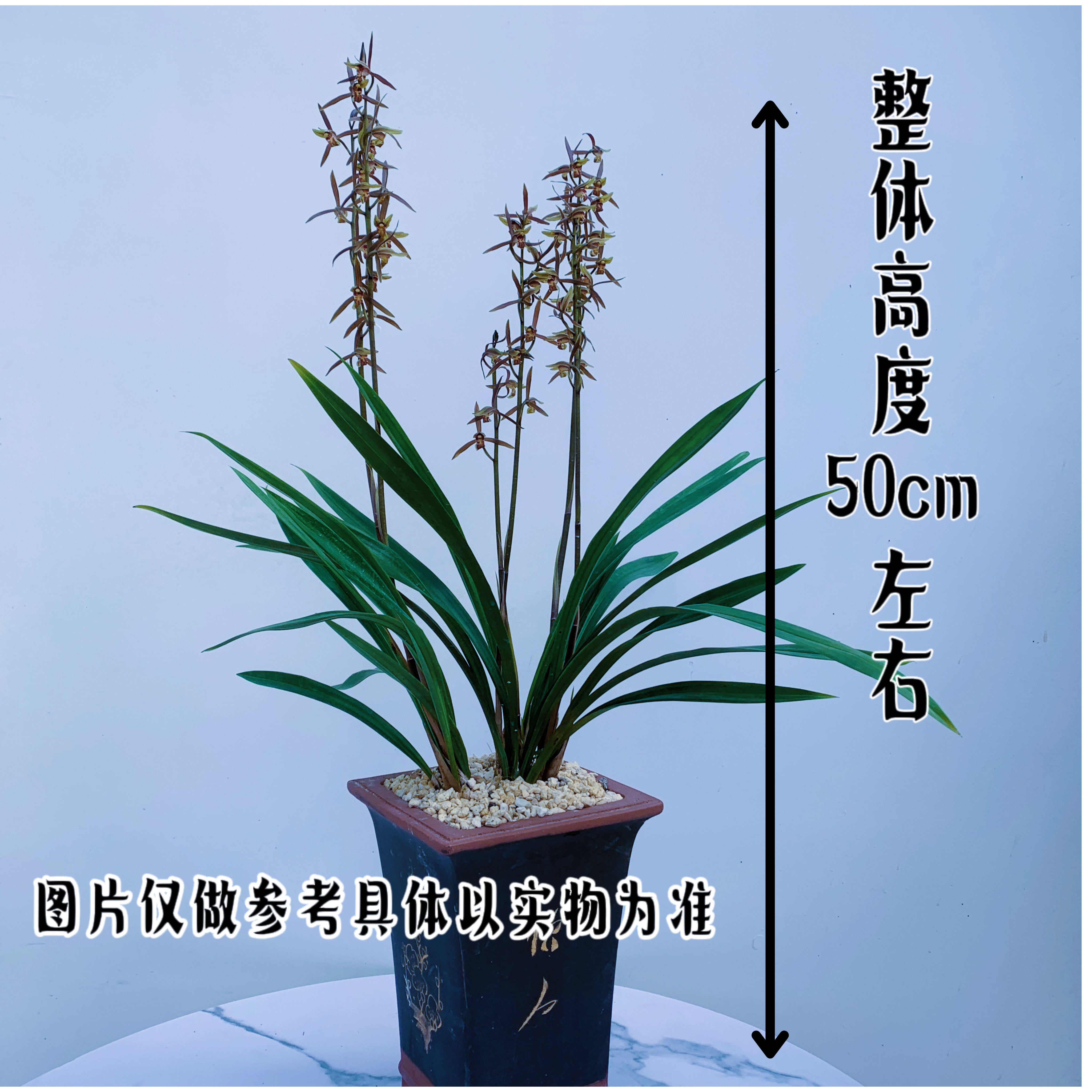 兰花《墨兰企黑》观景盆栽兰花，叶子墨绿、无任何斑点或线艺养护