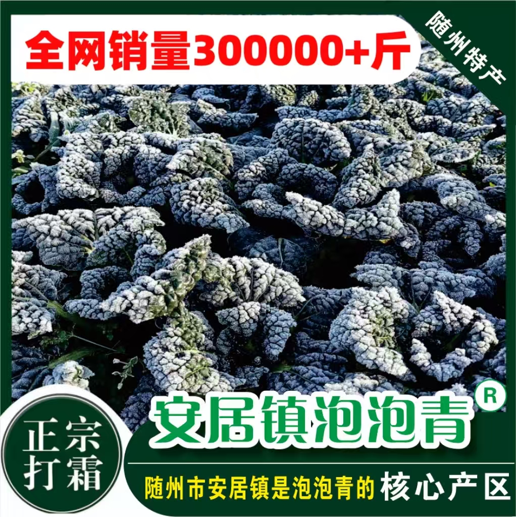 随州安居镇泡泡青菜5斤 矮杆打霜 富含叶绿素 原产地直发随州特产
