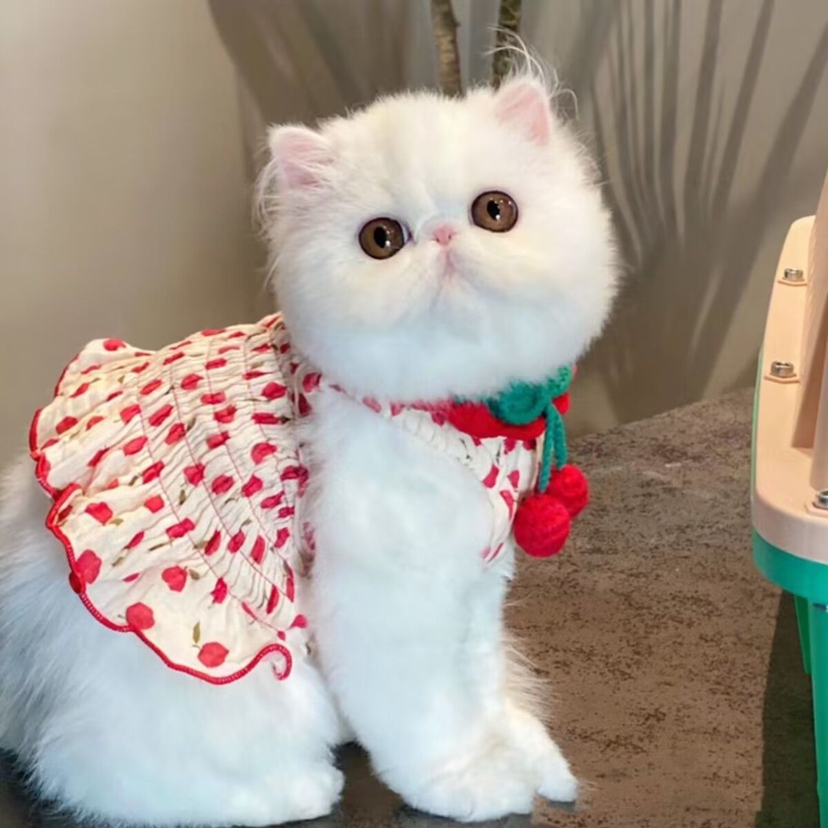 狗狗宠物衣服夏季吊带裙子比熊泰迪狗小狗猫咪公主背心裙可爱薄款