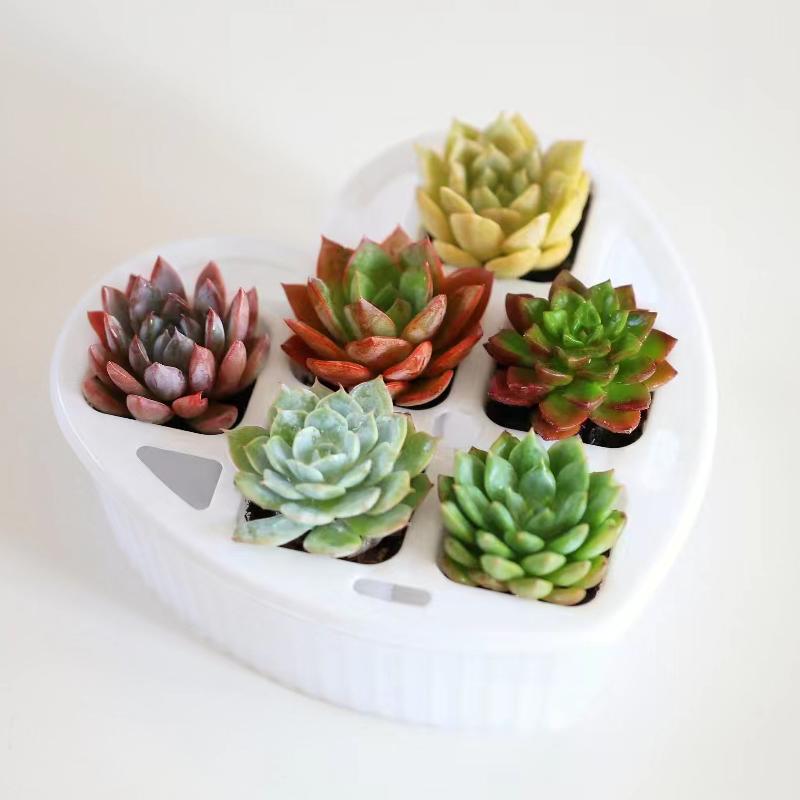 【花伴水】不重样多肉植物组合6颗心型可爱盆栽水培省心