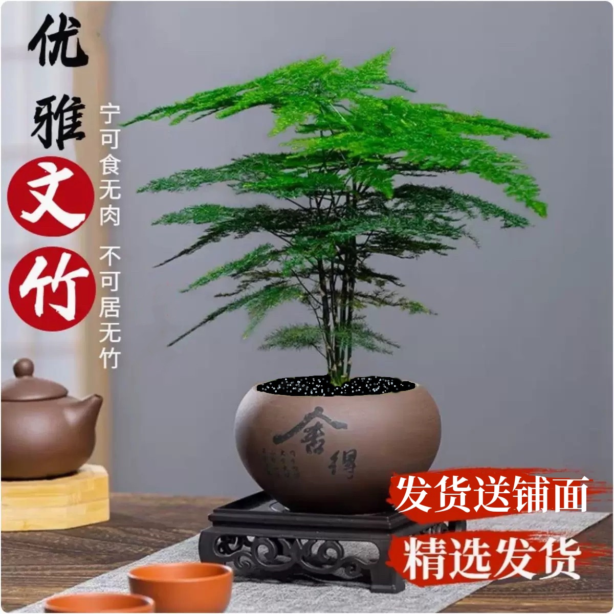 【花伴水】文竹盆栽植物室内净化空气办公室桌面好养盆栽简约美观