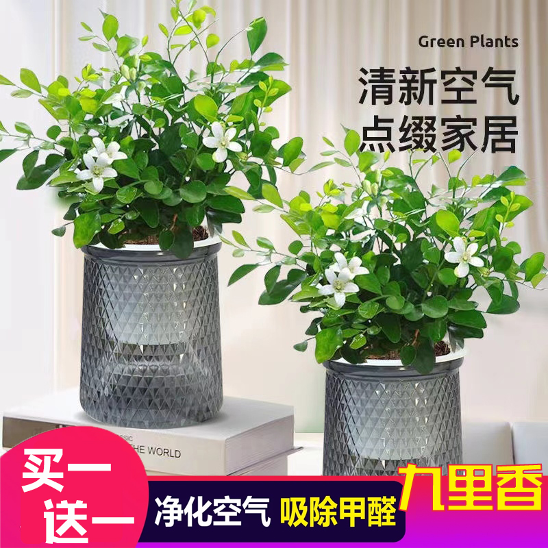 【买一送一】九里香盆栽水培植物浓香四季开花室内阳台好养绿植