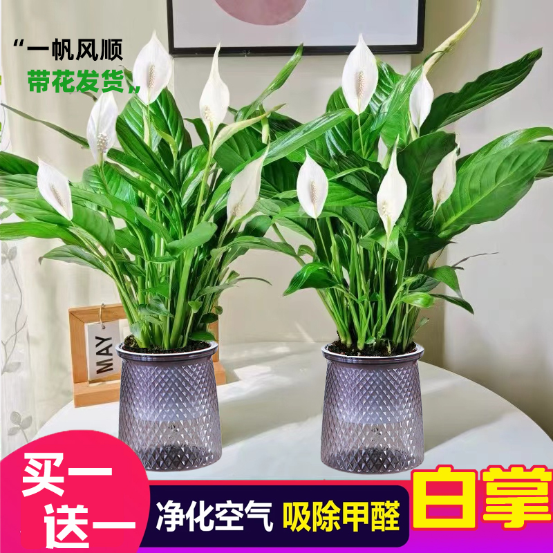 【花伴水】买一送一白掌盆栽水培一帆风顺室内开花绿植花卉绿色盆栽