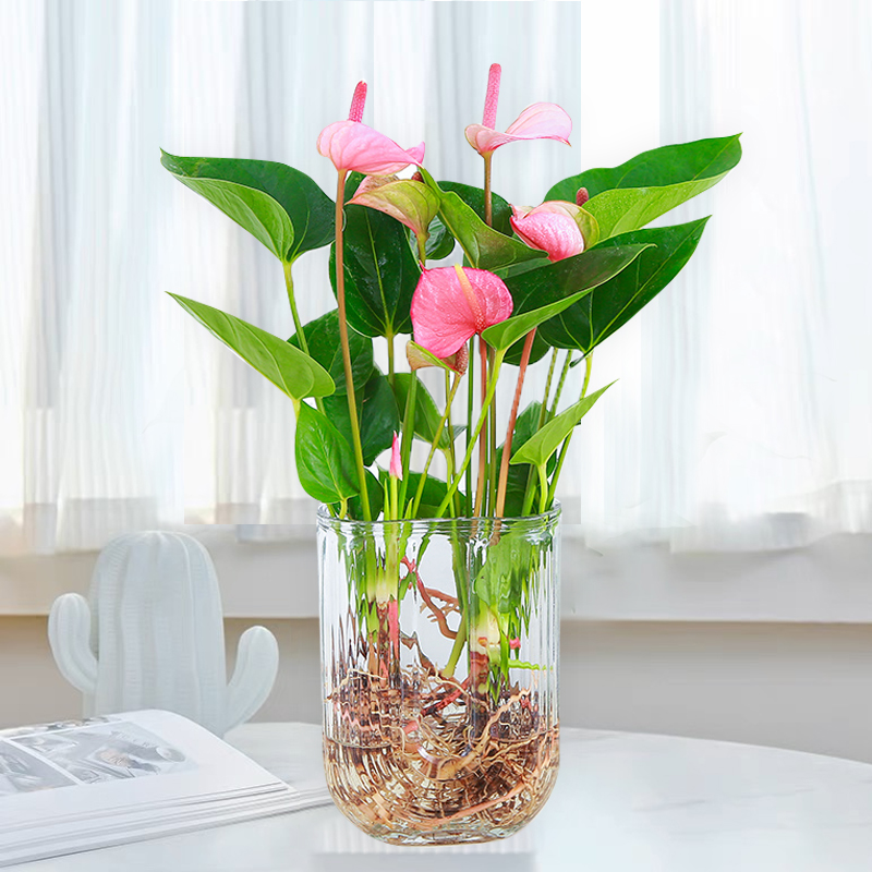 【花伴水】3-5朵花粉掌红掌盆栽绿植水培植物水养美观桌面室内盆栽w
