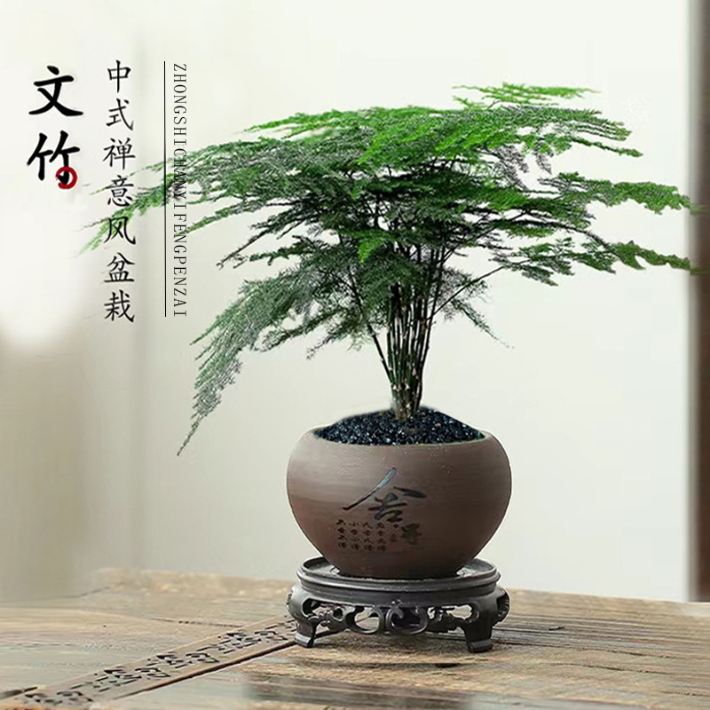 【宠粉】花伴水文竹盆栽植物室内净化空气办公室桌面好养四季常青