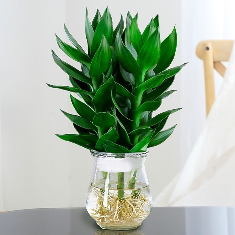 【花伴水】富贵竹观音竹水培绿植好养室内养护简单卫生植物