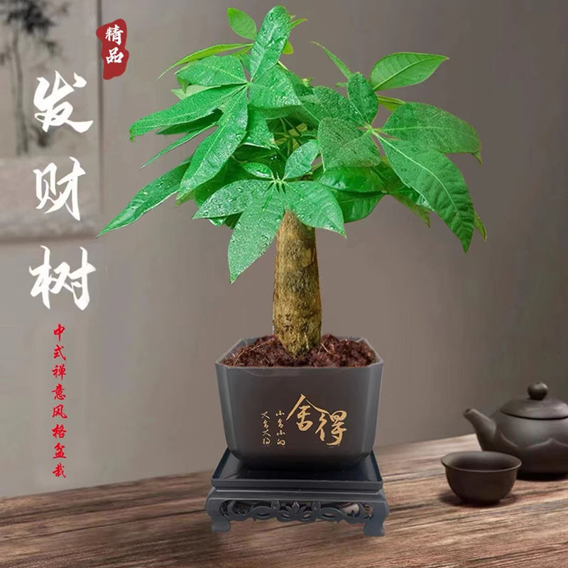 【八方来财】发财树室内桌面办公茶台绿植好养易活带盆