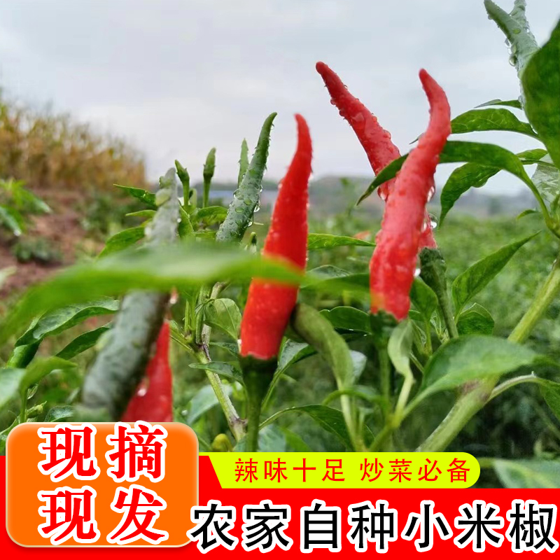四川农家自种小米椒椒现摘现发