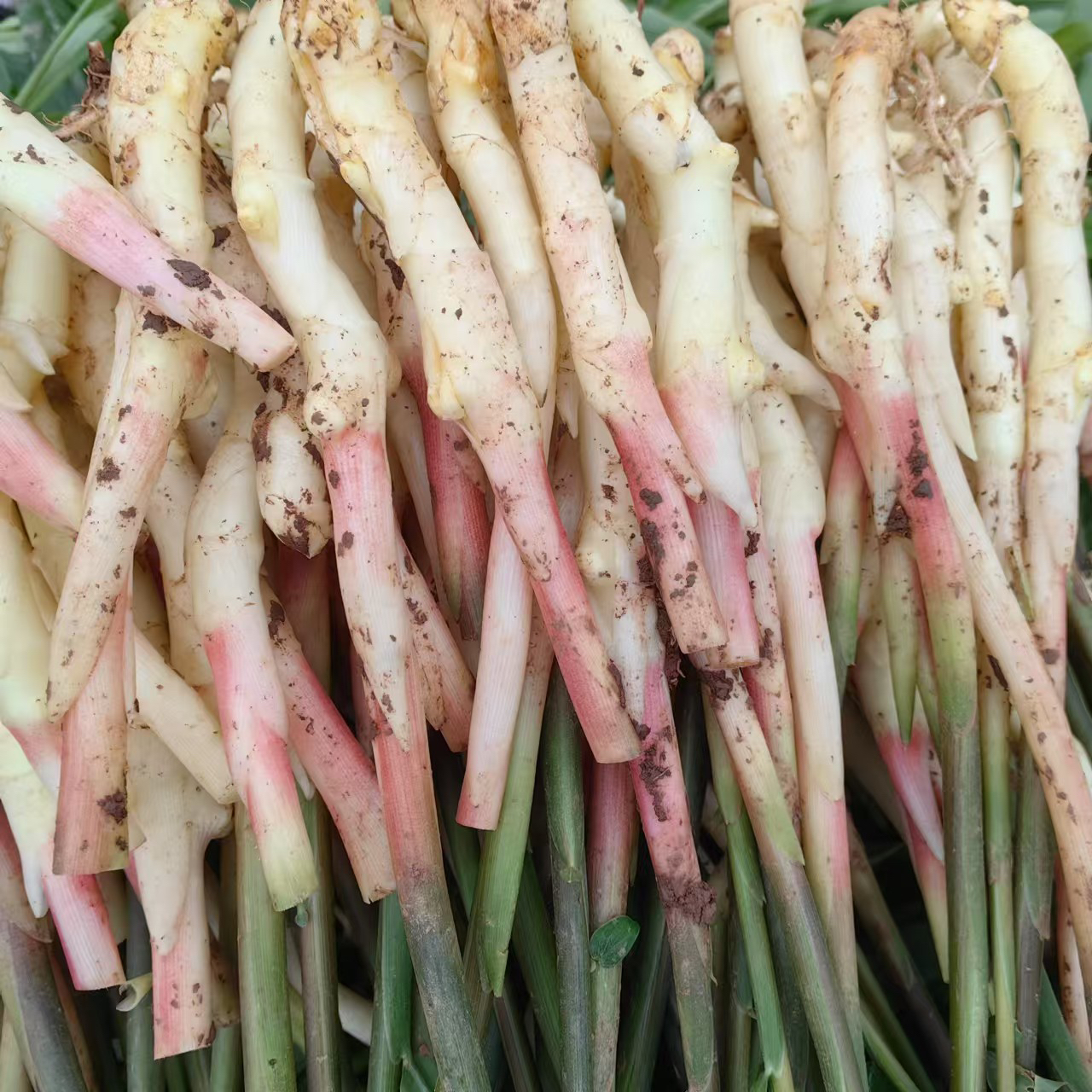 四川新店新鲜仔姜嫩芽姜单指姜芽子姜嫩姜醋泡姜酸姜糖醋姜