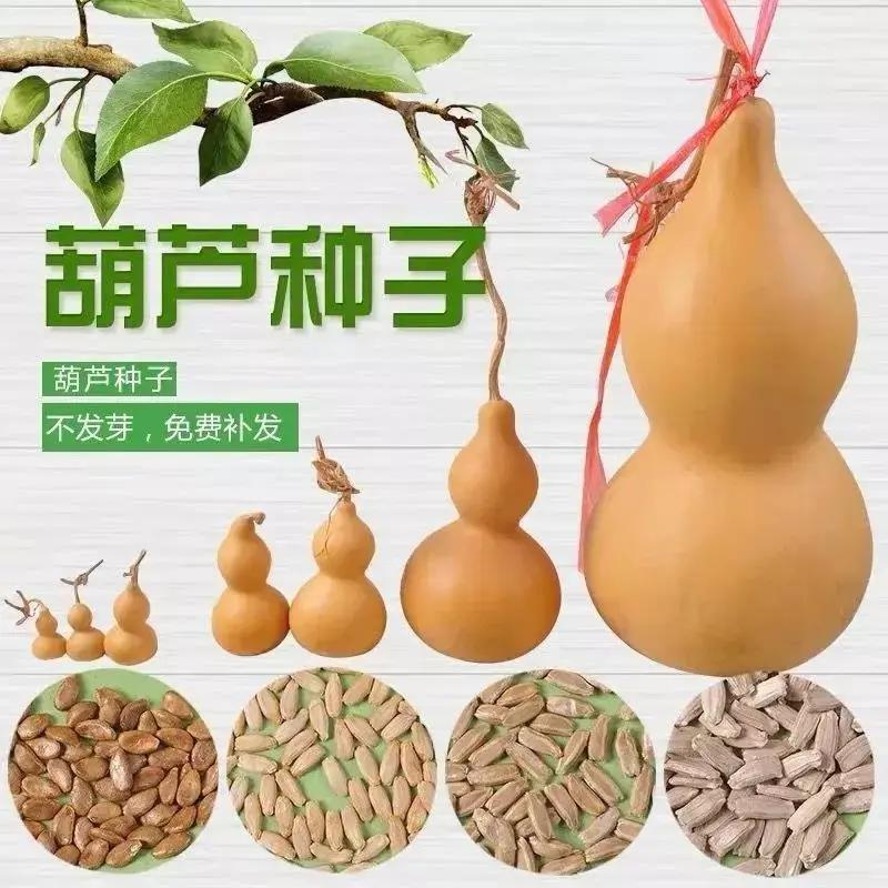 天然特大巨型超大葫芦种子中小八宝酒葫芦籽文玩观赏庭院阳台盆栽