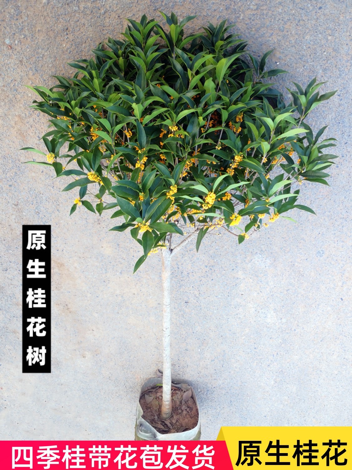 桂花 四年苗 好养易活