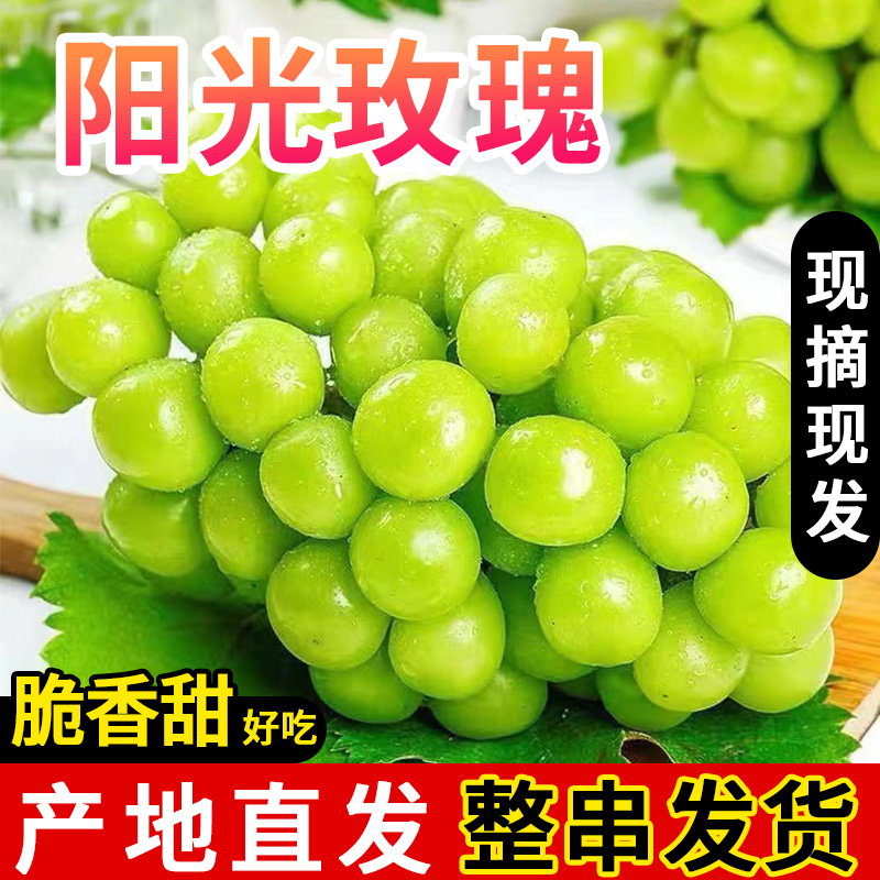 【全疆包邮】云南阳光新鲜玫瑰无籽多汁晴王葡萄果一件2公斤左右