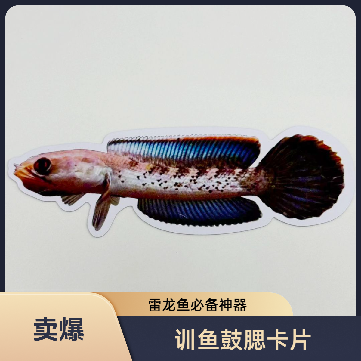 鬼王训鱼鼓腮咬缸卡片 训鱼卡片