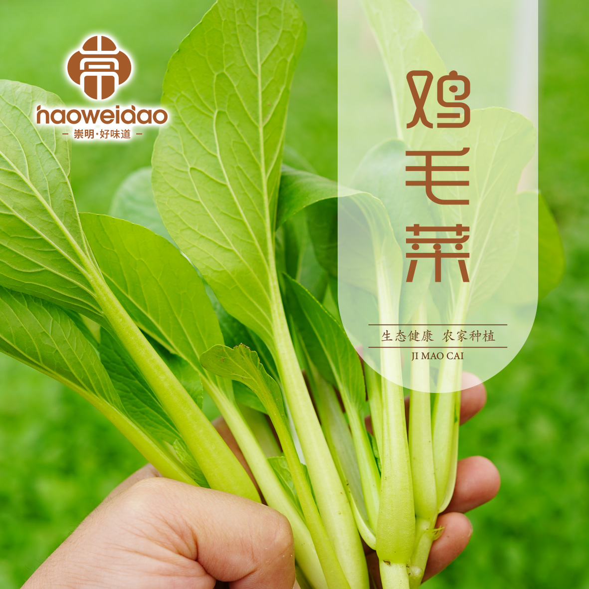 崇明岛 鸡毛菜 农家小青菜 带虫眼 无农药 油菜鸡毛菜时令蔬菜