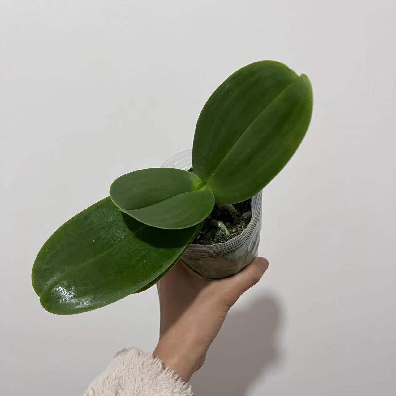蝴蝶兰花后苗3.5寸发货苗情直播间为主不指定杯寸瑕疵苗不售后