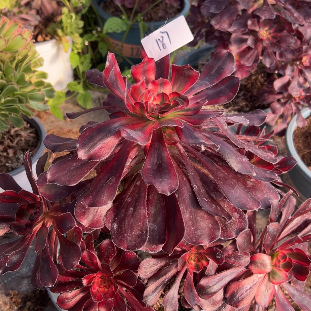 多肉植物187脱土