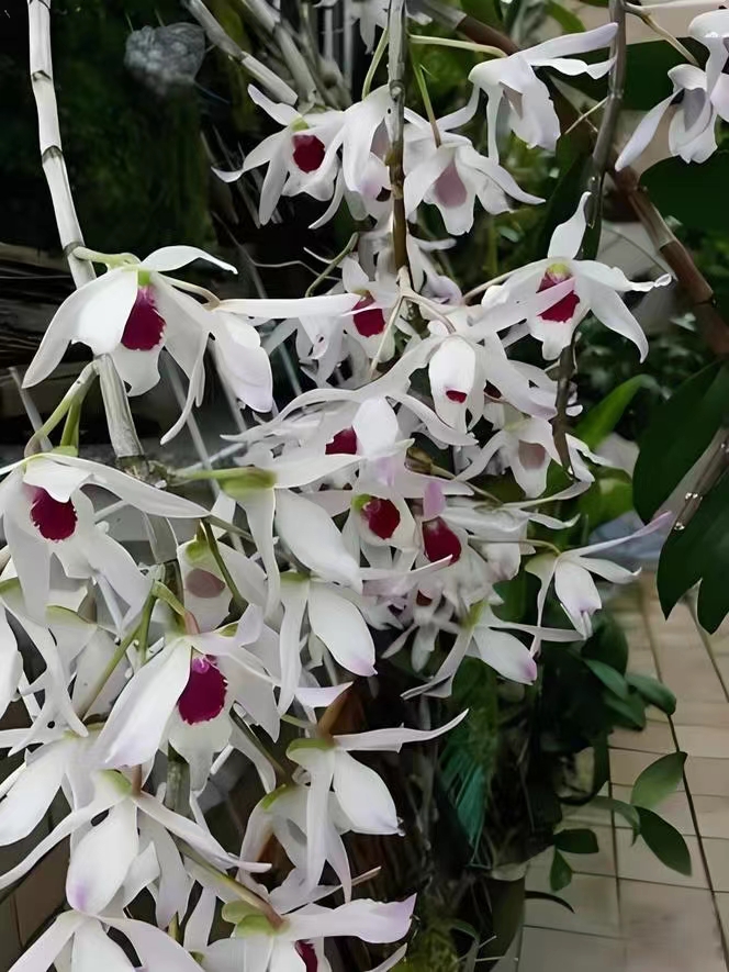 20-60石斛兰一物一拍（002）