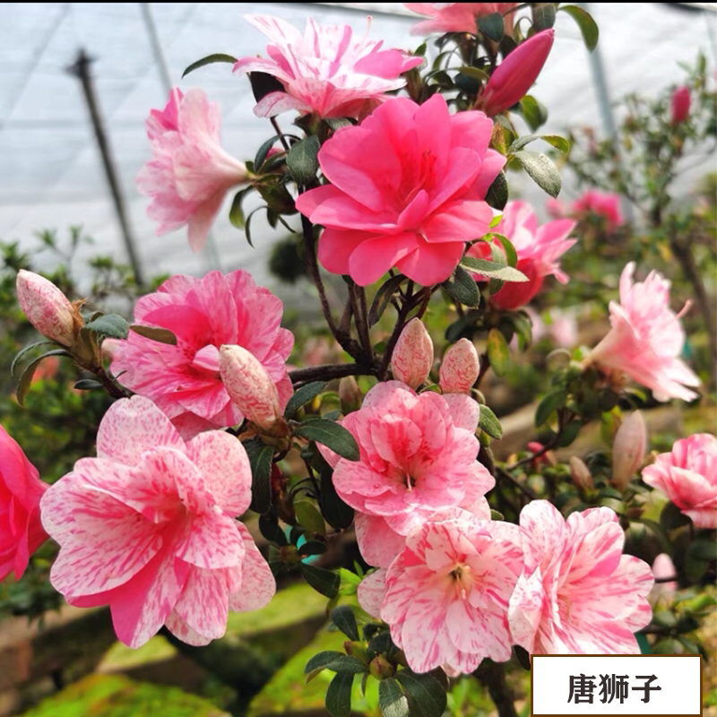 唐狮子，多色花，花期花色随机出现