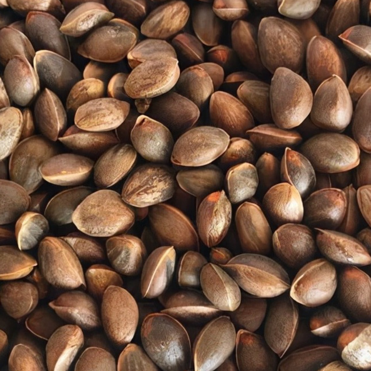 云南腾冲高黎贡山古树松子，清香口感好，净含量500克。