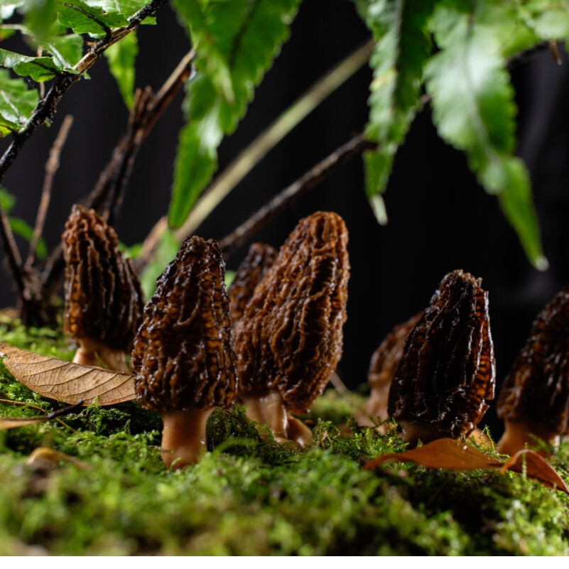 鲜羊肚菌云南腾冲农家自采鲜羊肚菌煲汤清炒味道鲜美净含量500g