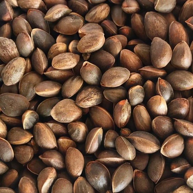 云南腾冲古树松子清香独特充满油脂净含量4斤（2000克）。