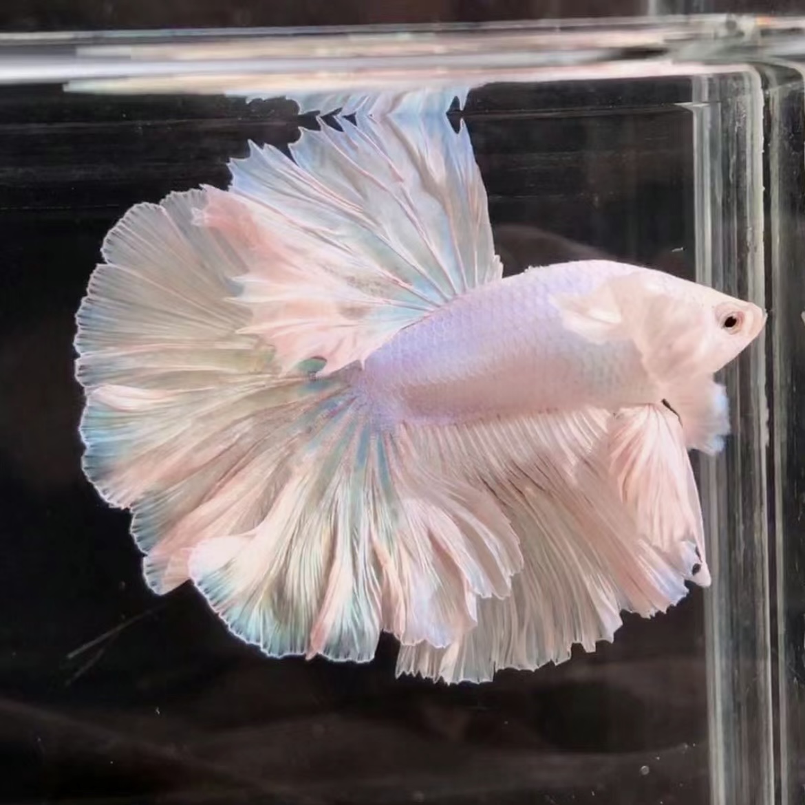 B12（265-288）精品泰国斗鱼小型热带观赏鱼耐活（直播间选鱼）