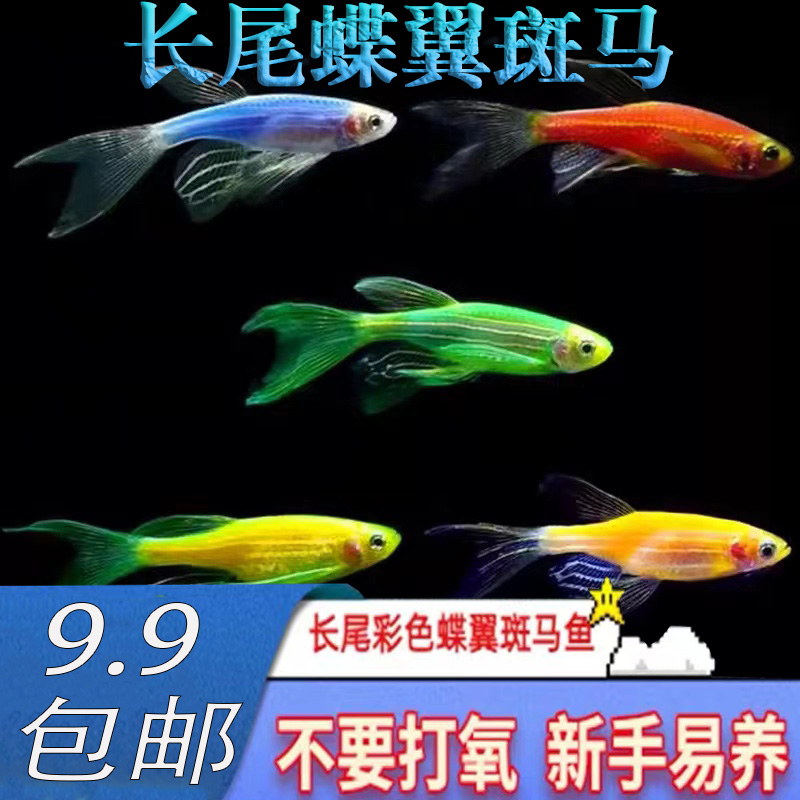 蝶翼斑马长鳍长尾大帆翡翠绿观赏鱼龙凤冷水小型淡水好养包邮
