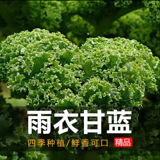 绿羽衣甘蓝紫羽衣甘蓝/白羽衣甘蓝种子美观食用栽培