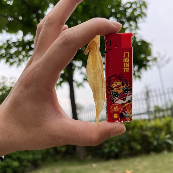 深海豆仁胶鱼胶 小黄花花胶 煲汤炖奶 日常滋补  渔民自嗮无添加
