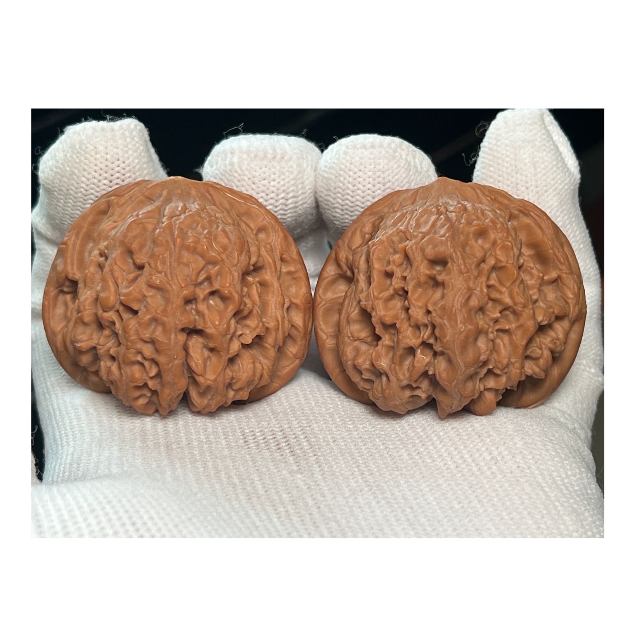 承德老树龙洞峪狮子头LD204301L