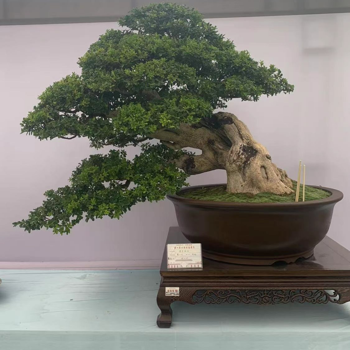 小微盆景100-200（拙景园）铁马鞭、黄杨、荀子----实物以直播为主