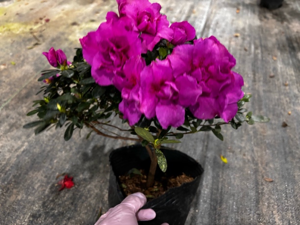 紫色杜鹃花 四季开花 重瓣大花杜鹃带花包 好养护